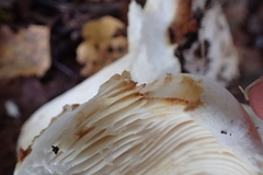 Lactifluus bertillonii