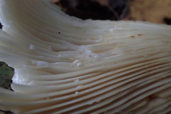 Lactifluus bertillonii