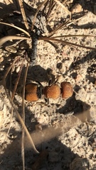 Pseudomethoca oceola