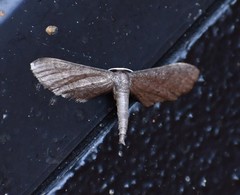 Protoproutia laredoata