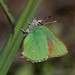 Bramble Green Hairstreak - Photo (c) Bill Bouton, some rights reserved (CC BY-SA)