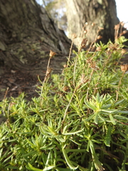 Senecio tricuspidatus