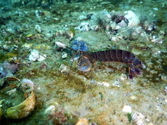 Pseudosquillopsis lessonii