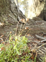 Senecio tricuspidatus