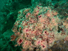 Pyura chilensis