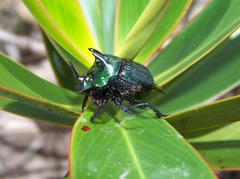 Phanaeus haroldi