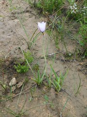 Aristea cantharophila