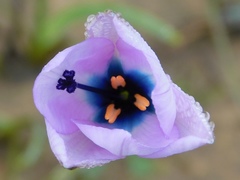 Aristea cantharophila