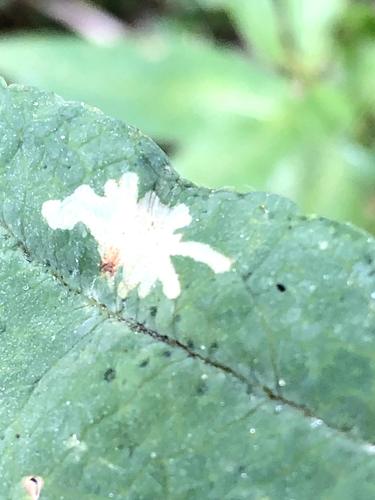 Micrurapteryx occulta photo 5