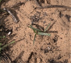 Ledebouria macowanii