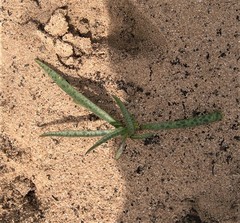 Ledebouria macowanii
