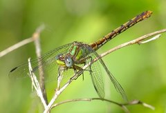 Ophiogomphus incurvatus