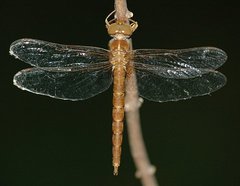 Neurocordulia virginiensis