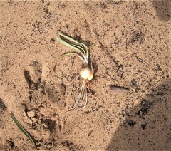Ledebouria macowanii