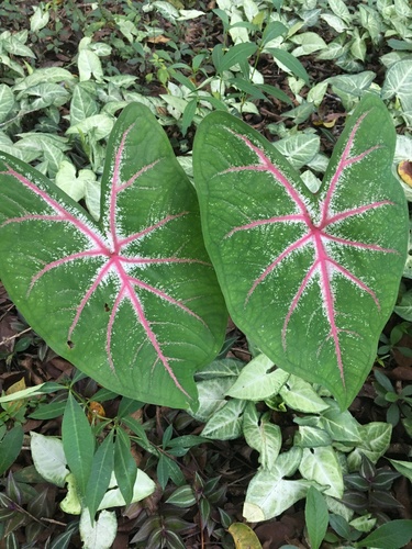 Caladium bicolor