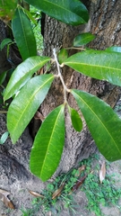 Ficus virgata