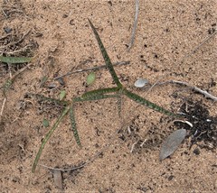 Ledebouria macowanii