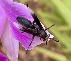 Parachartergus fraternus