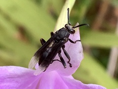 Parachartergus fraternus