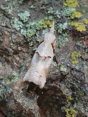 Harmologa amplexana