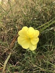 Oenothera jamesii