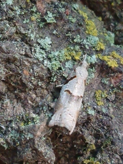 Harmologa amplexana