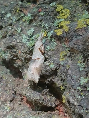 Harmologa amplexana