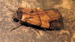 Dichagyris grotei