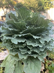 Brassica