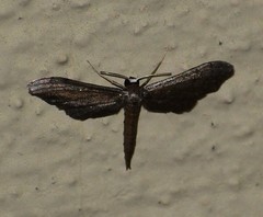 Protoproutia laredoata