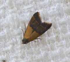 Hapaloteucha polemistis