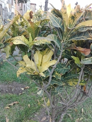 Codiaeum variegatum