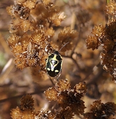 Eurydema oleracea