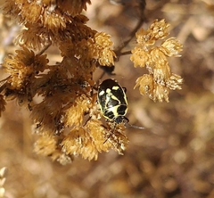 Eurydema oleracea