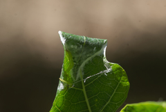 Sidymella rubrosignata