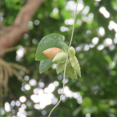 Phylacium bracteosum