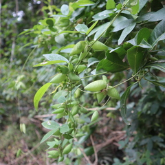 Phylacium bracteosum