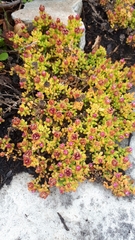 Drosanthemum stokoei