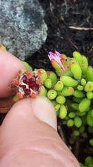 Drosanthemum stokoei