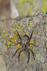 Tomopisthes horrendus