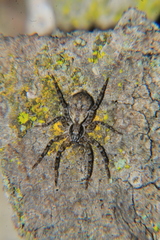 Tomopisthes horrendus