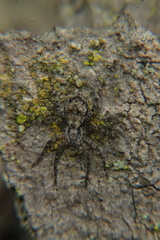 Tomopisthes horrendus