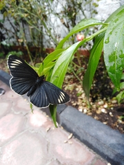 Chlosyne ehrenbergii