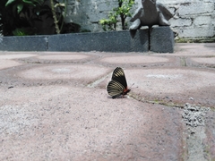 Chlosyne ehrenbergii