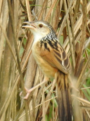 Indian Grassbird (Graminicola bengalensis), photo 5