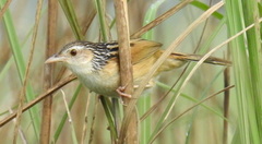 Indian Grassbird photo 4