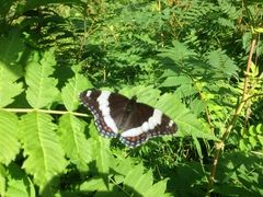 Limenitis arthemis rubrofasciata