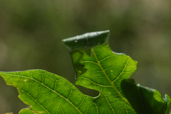 Sidymella rubrosignata