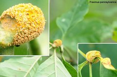 Puccinia sparganioidis