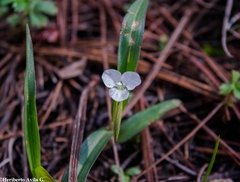 Commelina nivea